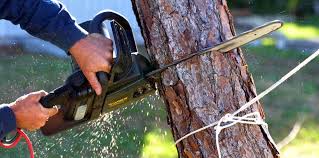 How Our Tree Care Process Works  in  Glasgow, KY
