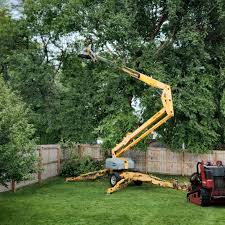 Best Fruit Tree Pruning  in Glasgow, KY