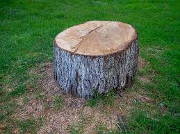 Best Arborist Consultation Services  in Glasgow, KY