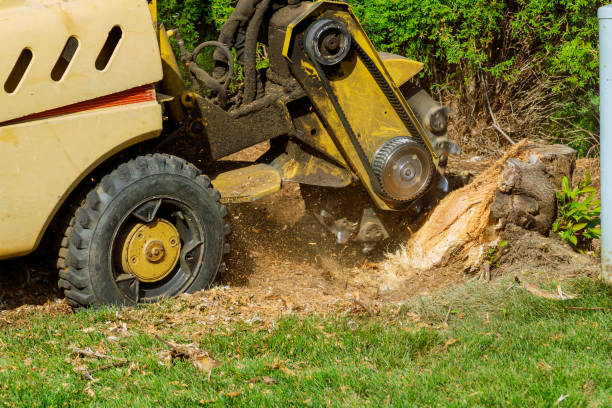 Best Emergency Tree Removal  in Glasgow, KY