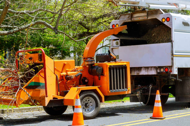 Best Leaf Removal  in Glasgow, KY