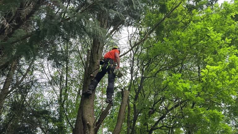Best Tree and Shrub Care  in Glasgow, KY