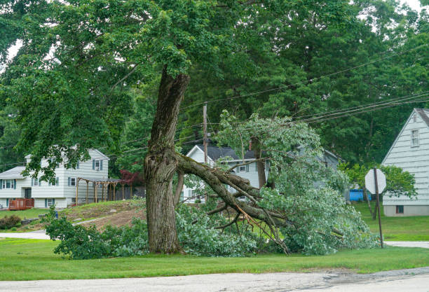 Trusted Glasgow, KY Tree Services Experts