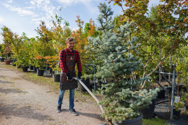 Best Tree Cabling and Bracing  in Glasgow, KY