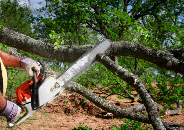 Best Tree Maintenance Programs  in Glasgow, KY