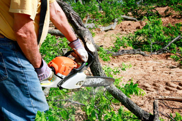 Best Fruit Tree Pruning  in Glasgow, KY